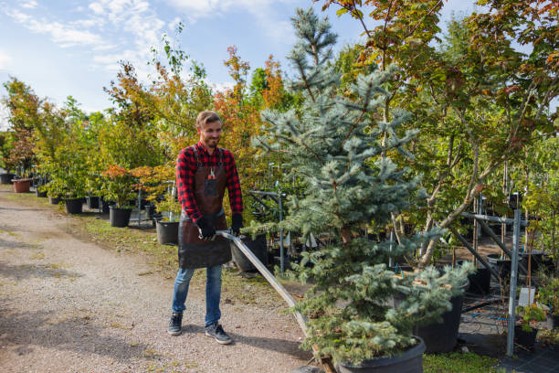 Best Root Management and Removal  in Clermont, IN